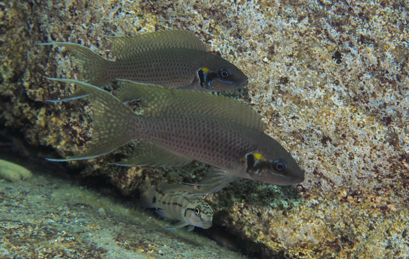 Neolamprologus brichardi 'Luagala Point'